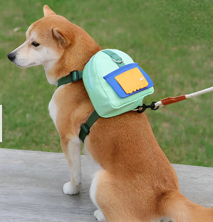 Charmant chien équipé du DoggyBackpack™ vert, prêt à transporter ses affaires lors de vos aventures ensemble
