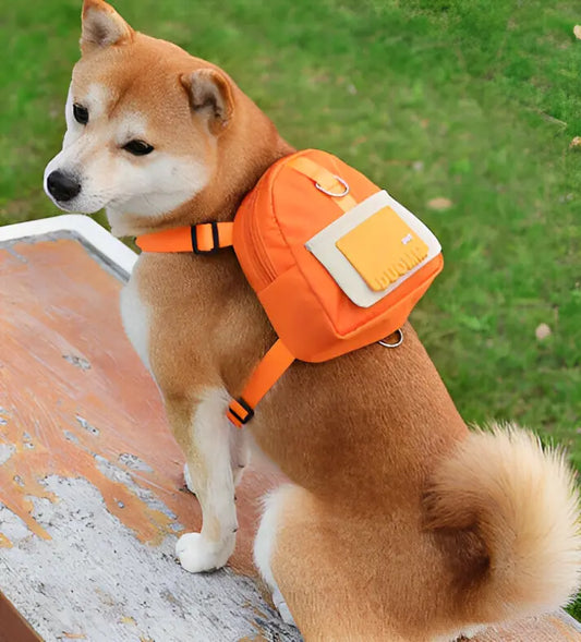 Adorable chien portant fièrement le DoggyBackpack™ orange lors d'une agréable promenade en plein air
